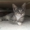 Images de profil de Lou - Blooming Pets - Petsitting et garde d'animaux à domicile