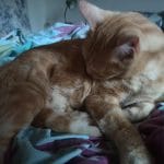 Hakan   Chat de gouttière (Commun) Mâle - Garde d'animaux à domicile