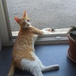 Rouky   Chat de gouttière (Commun) Femelle - Garde d'animaux à domicile
