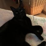 Roméo   Chat de gouttière (Commun) Mâle stérilisé - Garde d'animaux à domicile
