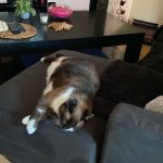 Tia   Siamois Femelle - Garde d'animaux à domicile