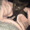 Images de profil de Linda - Blooming Pets - Petsitting et garde d'animaux à domicile