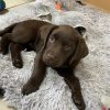 Images de profil de Linda - Blooming Pets - Petsitting et garde d'animaux à domicile