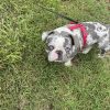 Images de profil de Linda - Blooming Pets - Petsitting et garde d'animaux à domicile