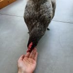 Betty   Alsace Femelle - Garde d'animaux à domicile