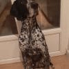Images de profil de Nell - Blooming Pets - Petsitting et garde d'animaux à domicile