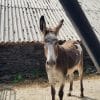 Images de profil de Nell - Blooming Pets - Petsitting et garde d'animaux à domicile