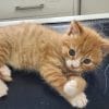 Images de profil de Nell - Blooming Pets - Petsitting et garde d'animaux à domicile