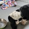 Images de profil de Nell - Blooming Pets - Petsitting et garde d'animaux à domicile