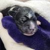 Images de profil de Nell - Blooming Pets - Petsitting et garde d'animaux à domicile