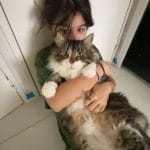 Cookie   Chat de gouttière (Commun) Mâle stérilisé - Garde d'animaux à domicile