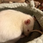 Dobby   Siamois Mâle stérilisé - Garde d'animaux à domicile