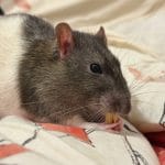 Gusgus   Agouti Mâle stérilisé - Garde d'animaux à domicile