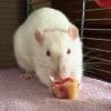 Images de profil de Manon - Blooming Pets - Petsitting et garde d'animaux à domicile