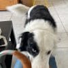 Images de profil de Manon - Blooming Pets - Petsitting et garde d'animaux à domicile