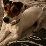 Vicky   Jack Russell Terrier Femelle - Garde d'animaux à domicile