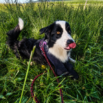 Cosmo   Border Collie Mâle stérilisé - Garde d'animaux à domicile