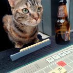 Minouche   Chat de gouttière (Commun) Femelle stérilisée - Garde d'animaux à domicile