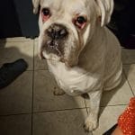PONGO   Boxer Mâle - Garde d'animaux à domicile