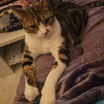 MONTESQIEU   European Shorthair (Européen) Mâle - Garde d'animaux à domicile