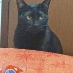 YOJIMBO   European Shorthair (Européen) Mâle stérilisé - Garde d'animaux à domicile