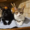 Images de profil de Kévin - Blooming Pets - Petsitting et garde d'animaux à domicile