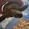 Images de profil de Kévin - Blooming Pets - Petsitting et garde d'animaux à domicile