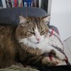 Images de profil de Kévin - Blooming Pets - Petsitting et garde d'animaux à domicile