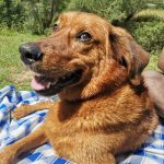 Caramel   Berger de Beauce (Beauceron) Mâle - Garde d'animaux à domicile