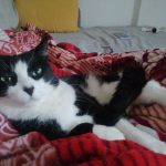 Filou   European Shorthair (Européen) Mâle stérilisé - Garde d'animaux à domicile