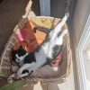 Images de profil de Alexia - Blooming Pets - Petsitting et garde d'animaux à domicile
