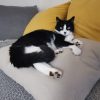 Images de profil de Alexia - Blooming Pets - Petsitting et garde d'animaux à domicile