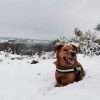 Images de profil de Alexia - Blooming Pets - Petsitting et garde d'animaux à domicile