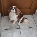 Poppy   Cavalier King Charles Spaniel Mâle - Garde d'animaux à domicile