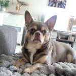 Yoda   Chihuahua Mâle - Garde d'animaux à domicile