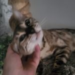 Shadow   Bengal Femelle - Garde d'animaux à domicile