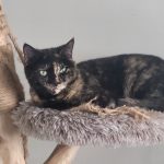 Zelda   European Shorthair (Européen) Femelle - Garde d'animaux à domicile