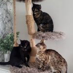 Hyrule   European Shorthair (Européen) Femelle - Garde d'animaux à domicile