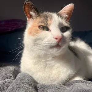 Caramel