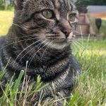Guizmo   European Shorthair (Européen) Mâle stérilisé - Garde d'animaux à domicile