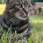 Guizmo Guizmo European Shorthair (Européen) Mùle stérilisé - Garde d'animaux à domicile