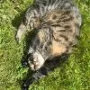 Images de profil de Emmy - Blooming Pets - Petsitting et garde d'animaux à domicile