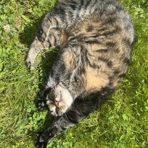 Images de profil de Emmy - Blooming Pets - Petsitting et garde d'animaux Ă domicile