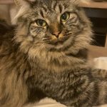 Scar   European Shorthair (Européen) Mâle stérilisé - Garde d'animaux à domicile
