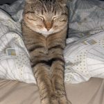Mufasa   European Shorthair (Européen) Mâle stérilisé - Garde d'animaux à domicile