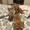 Images de profil de Ana - Blooming Pets - Petsitting et garde d'animaux à domicile