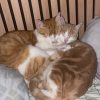 Images de profil de Ana - Blooming Pets - Petsitting et garde d'animaux à domicile