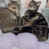 Images de profil de Ana - Blooming Pets - Petsitting et garde d'animaux à domicile