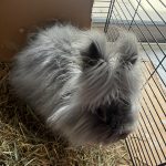 Baloo   Angora Français Mâle stérilisé - Garde d'animaux à domicile