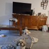 Images de profil de Jessica - Blooming Pets - Petsitting et garde d'animaux à domicile